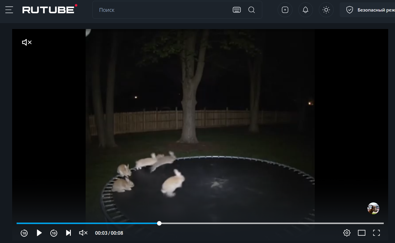 Кролики научились пользоваться батутом